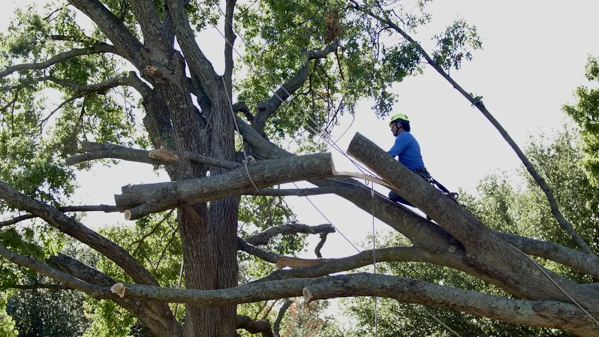 Professional Crown Thinning performed by certified arborists in Kaplan